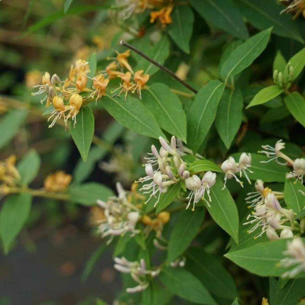 Chèvrefeuille caprilia®ever 'inov42' - lonicera 3l - 90/120cm